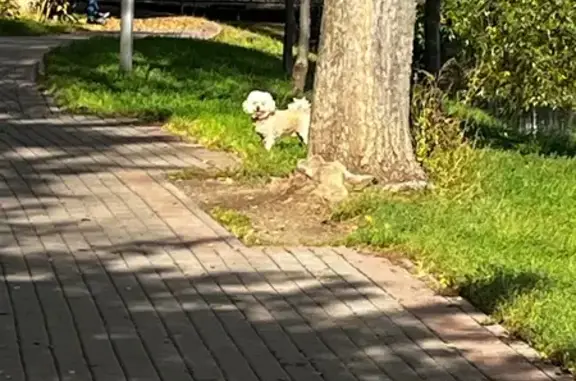 Собака у Богдановского пруда, Красных Зорь, 37