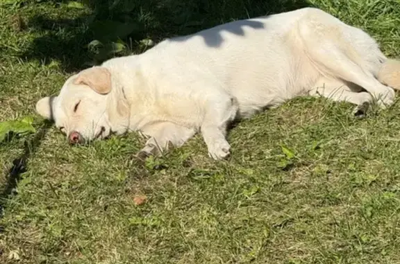 Найден лабрадор, Новокузнецк, Сеченова 4