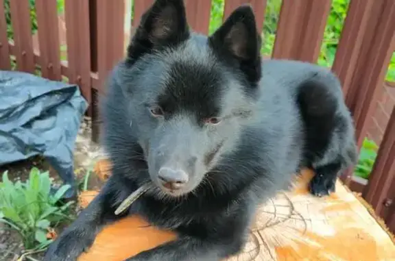 Собаки потеряшки, , фото: Потеряшка собака, ул. Крылова, 97, Моршанск