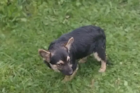 Собаки потеряшки, Лукоянов, фото: Потеряшка собака, Лукоянов, Провинциальная