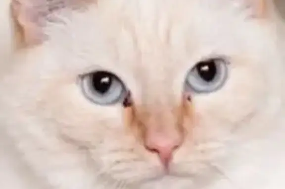 Кошки потеряшки, Шелехов, фото: Потеряшка кошка, Шелехов, ул. 15