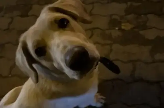 Найдена собака, Хабаровск, фото: Найдена собака у ТЦ Стрелка, Хабаровск