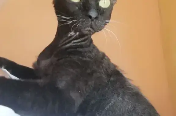 Кошки потеряшки, Вятские Поляны, фото: Потеряшка кошка Анфиса, Нагорная 26А, ВП