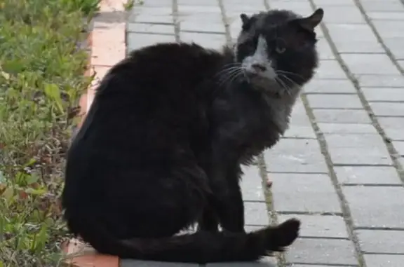 Кошки потеряшки, Гродно, фото: Потеряшка кошка, ул. Суворова 256А, Гродно