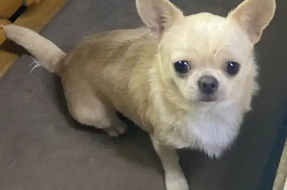 Найдена собака, Белореченск, фото: Найдена собака, ул. 40 лет ВЛКСМ, 190