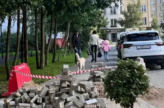 Найдена хаски, ул. Горького 150А, Калининград