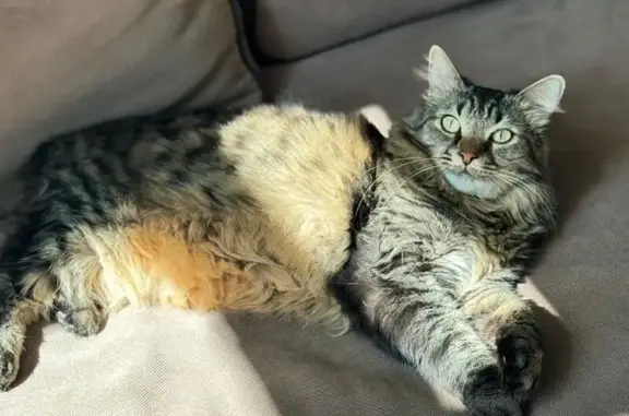 Пропала кошка, пр. Достоевского, Всеволожск