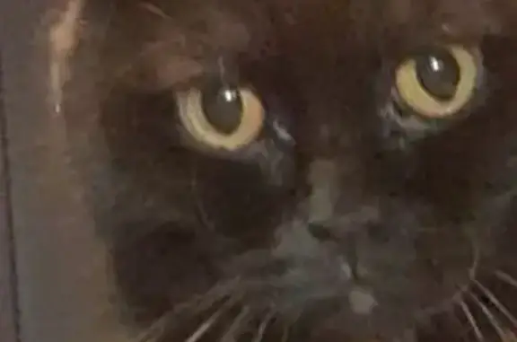 Пропала кошка, Подпорожье, Ленобласть