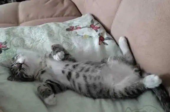 Пропала кошка, ул. Калинина, Медногорск