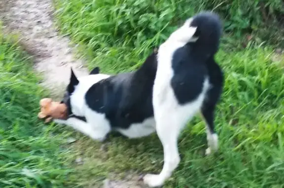 Лайка найдена в Шигали, Татарстан