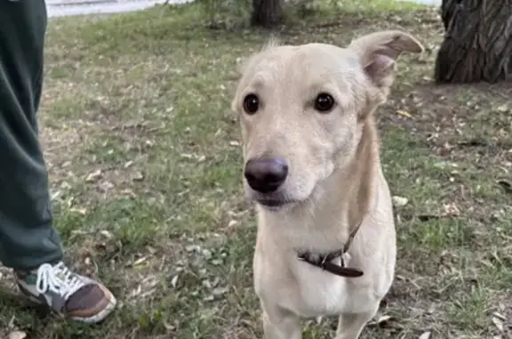 Собака найдена: 2-я Совхозная, 64, Омск