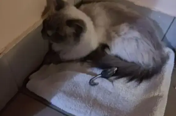 Кошка найдена, Мурино, Ленобласть