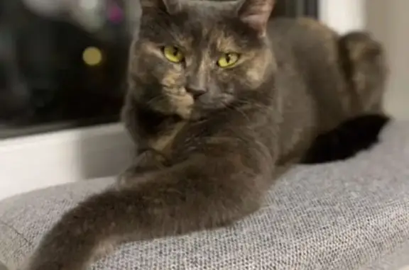 Кошки потеряшки, Великий Новгород, фото: Потеряшка кошка, ул. Большая Санкт-Петербургская, 120