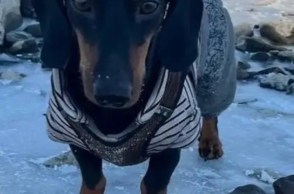 Пропала собака, Советская 32, Черногорск