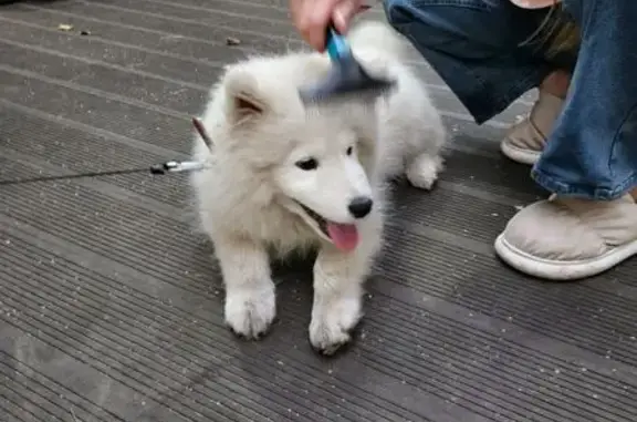Собаки потеряшки, Кузнецово, фото: Потеряшка собака, Серебристая ул., 14