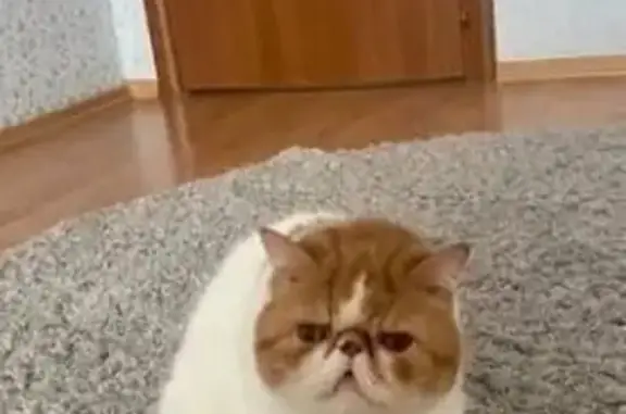 Пропала кошка, Гаврилов-Ям, Ярославская обл.