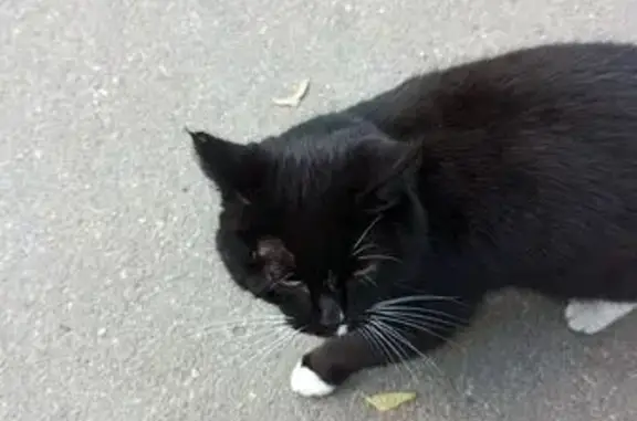Черный кот найден на Штыковой улице, Тула