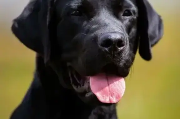 Собаки потеряшки, Миасс, фото: Потеряшка лабрадор, Заимочная ул. 12, Миасс