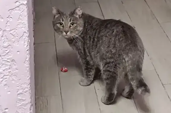 Кошки потеряшки, Кстово, фото: Потеряшка кошка, Капитана Рачкова 11, Кстово