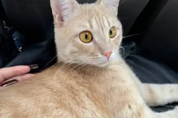 Кошки потеряшки, Ипатово, фото: Потеряшка кошка, Виноградный пер., Ипатово