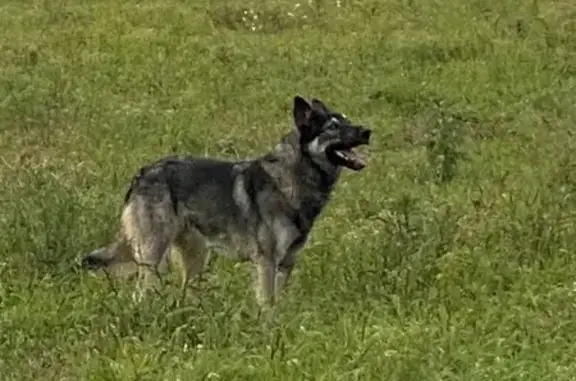 Найдена собака, Костромская область, фото: Найдена собака, Яковлевское, Кострома