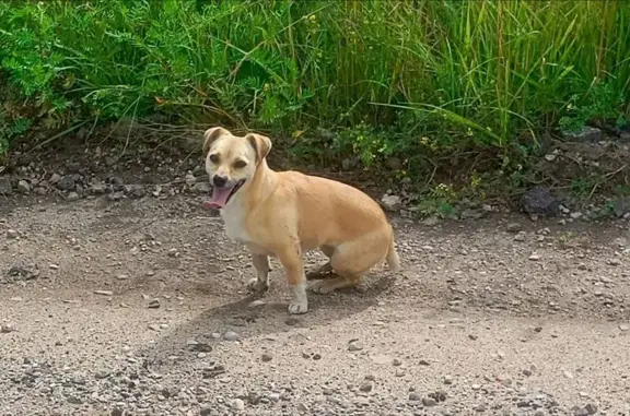 Собаки потеряшки, Советск, фото: Потеряшка собака, Больничная ул., Советск