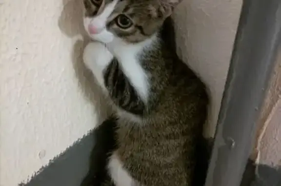 Котенок найден: Новый бульвар, 5