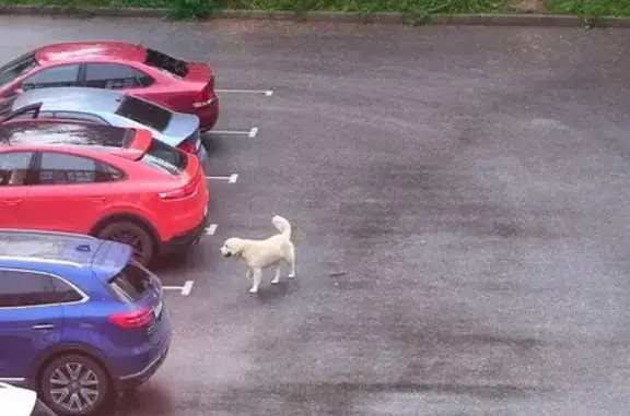 Найдена собака, Сестрорецк, фото: Лабрадор найден: Таможенная дор., Сестрорецк