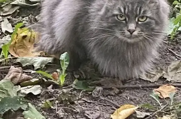 Найдена кошка, Оранжерейная ул. 15, Пушкин