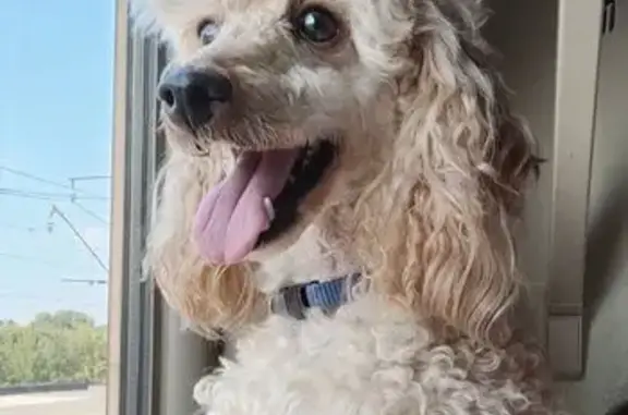 Собаки потеряшки, Щёлково, фото: Потеряшка собака, Щёлково, Московская 68