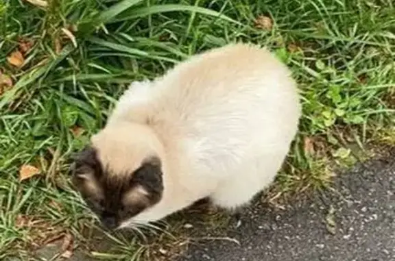 Найдена кошка, Осташков, фото: Кошка найдена на Городской набережной, Осташков