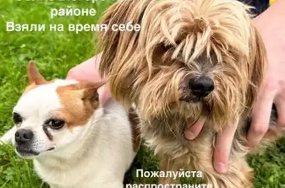 Найдена собака, Московская область, фото: Собачки найдены, Поповка, МО