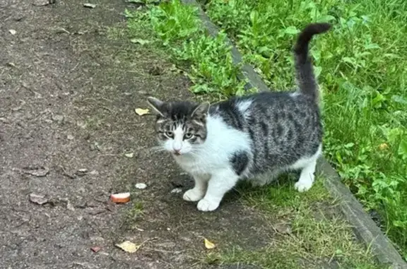 Кошка найдена на Алтайской ул. 35, СПб