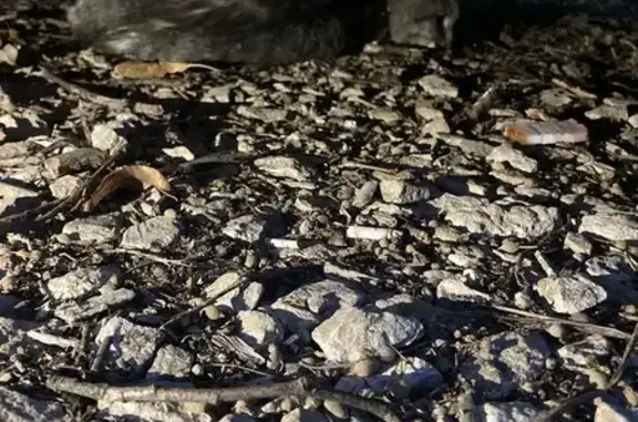 Найдена кошка, Узловая, фото: Кошка найдена у Беклемищева 24, Узловая