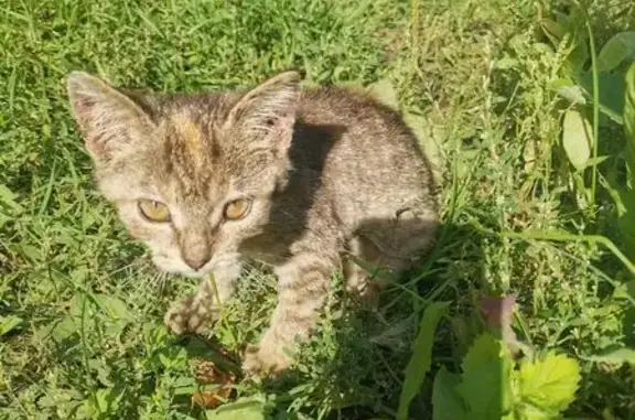 Кошка найдена, Новая ул., Спасск-Рязанский