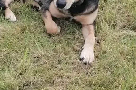 Собака найдена: Заозерье, Васькино-Дор - photo