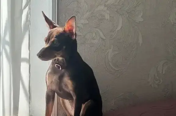 Пропала собака, Советская 102, Георгиевск