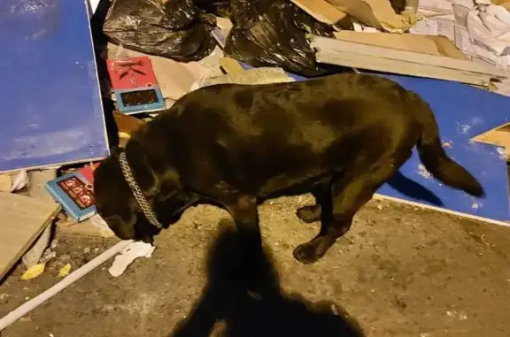 Собака найдена: ул. Димитрова, 162, Краснодар