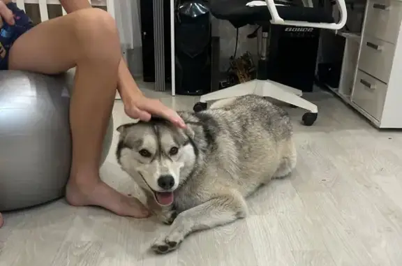 Найдена собака, Нижний Новгород, фото: Найдена хаски, Херсонская ул., Н. Новгород