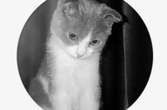 Кошки потеряшки, Буйнакск, фото: Потеряшка кошка, ул. Али Клыча, 6, Буйнакск