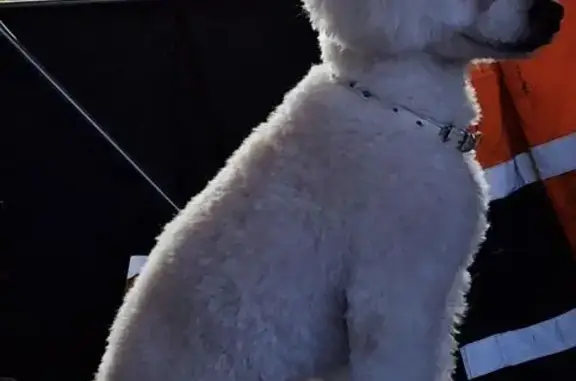 Собаки потеряшки, Дудинка, фото: Потеряшка собака, Линейная 19, Дудинка