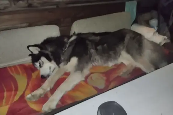 Найдена собака, Свердловская область, фото: Хаски найден в Екатеринбурге, Свердловская обл.