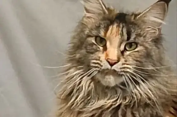 Кошки потеряшки, Севастополь, фото: Потеряшка кошка на шоссе Генерала Моргунова