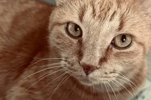 Пропала кошка, ул. Советской Армии, 19