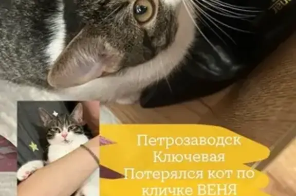 Кошки потеряшки, Петрозаводск, фото: Потеряшка кошка, Петрова 3А, Петрозаводск