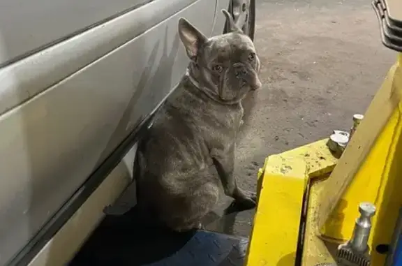 Французский бульдог найден в Сапроново