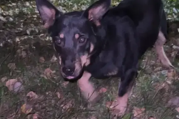 Найденные животные Штанигурт, фото: Собака найдена на Глазовской ул., Штанигурт