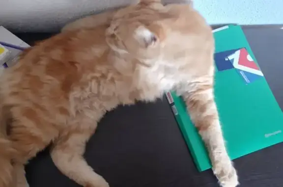 Пропала кошка, Севастополь, Моргунова 149