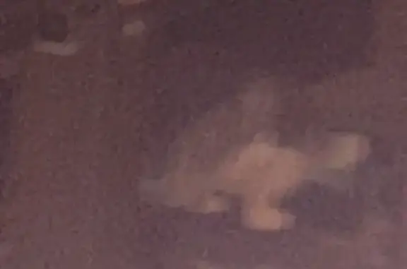 Кошка найдена: Духовской пер., 20А, Москва