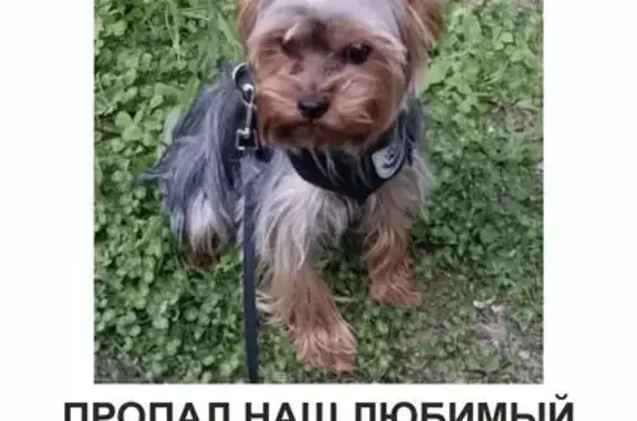 Собаки потеряшки, , фото: Потеряшка йорк на Тверской, Зеленодольск